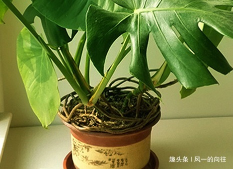 居家最适合养护的三种绿植,既上档次又招财,好养又耐活