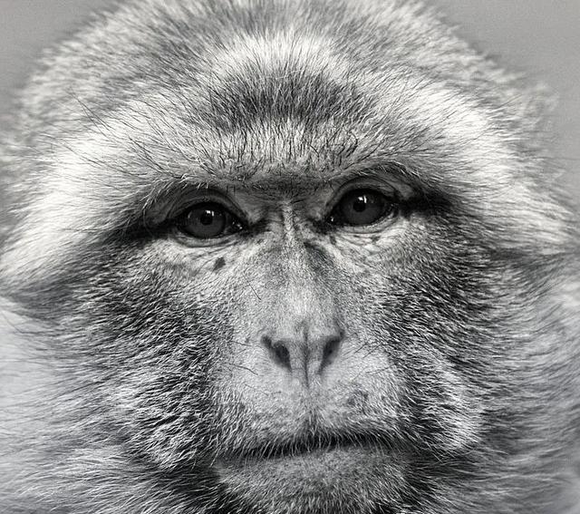 动物|一百年来,中国灭绝了多少动物?