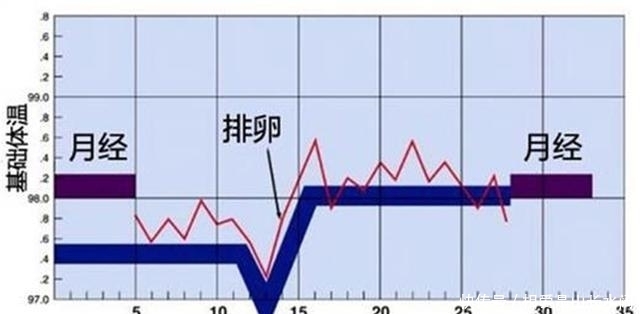 方式|排卵期、受孕期、预产期的计算方式，打算要娃的话，心里要有数