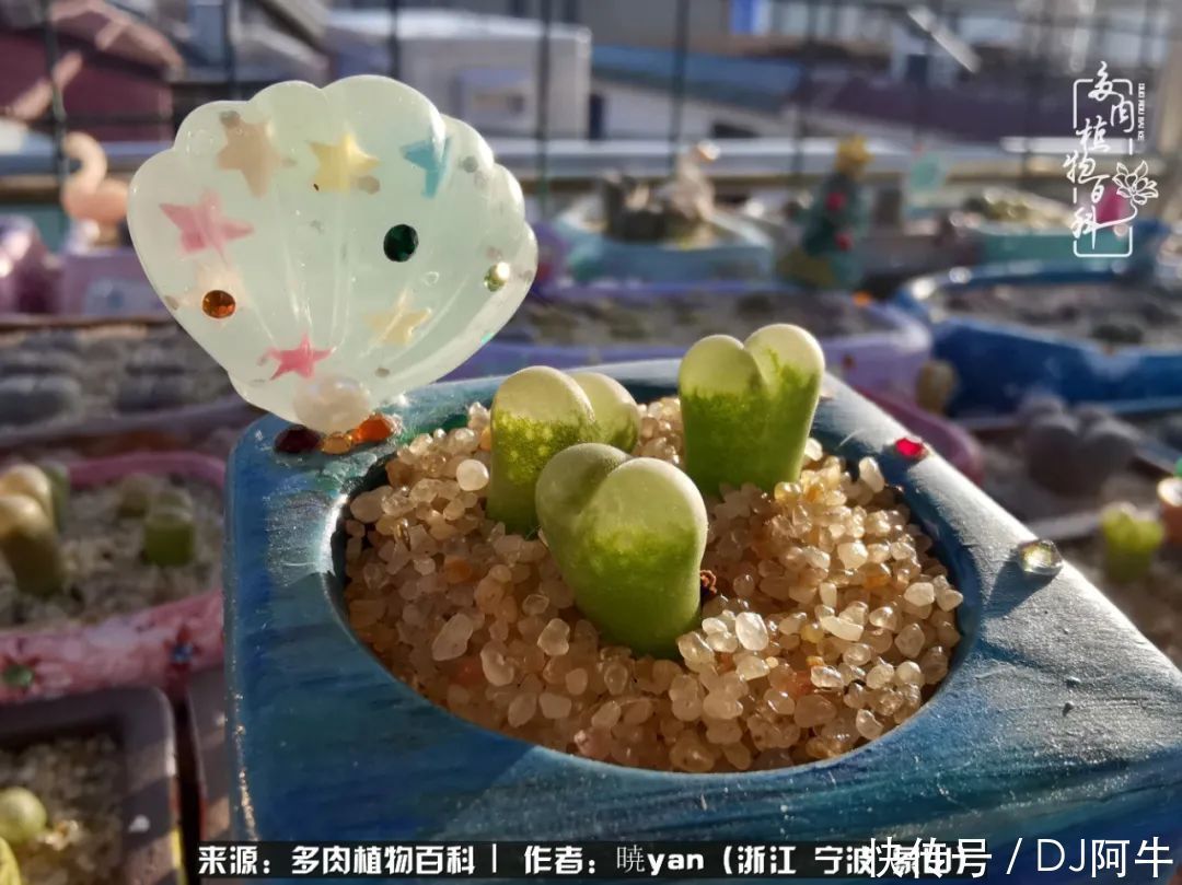 入多肉坑八年,始于初心,一切但求无愧于心