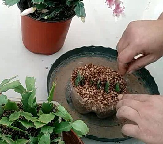 蟹爪兰不用买,剪片叶子,插“石头粒”中,7天生根插一盆旺一盆