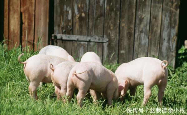 “富不离书,穷不离猪”,到底有何含义?蕴含老祖宗的大智慧