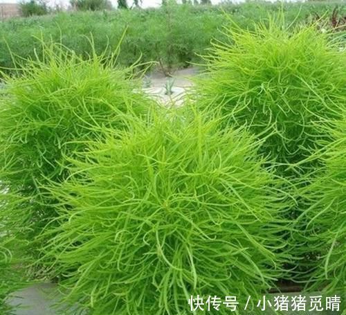 地肤子|河边的1种“绿草球”,人称“扫帚苗”,作用大,见到请珍惜