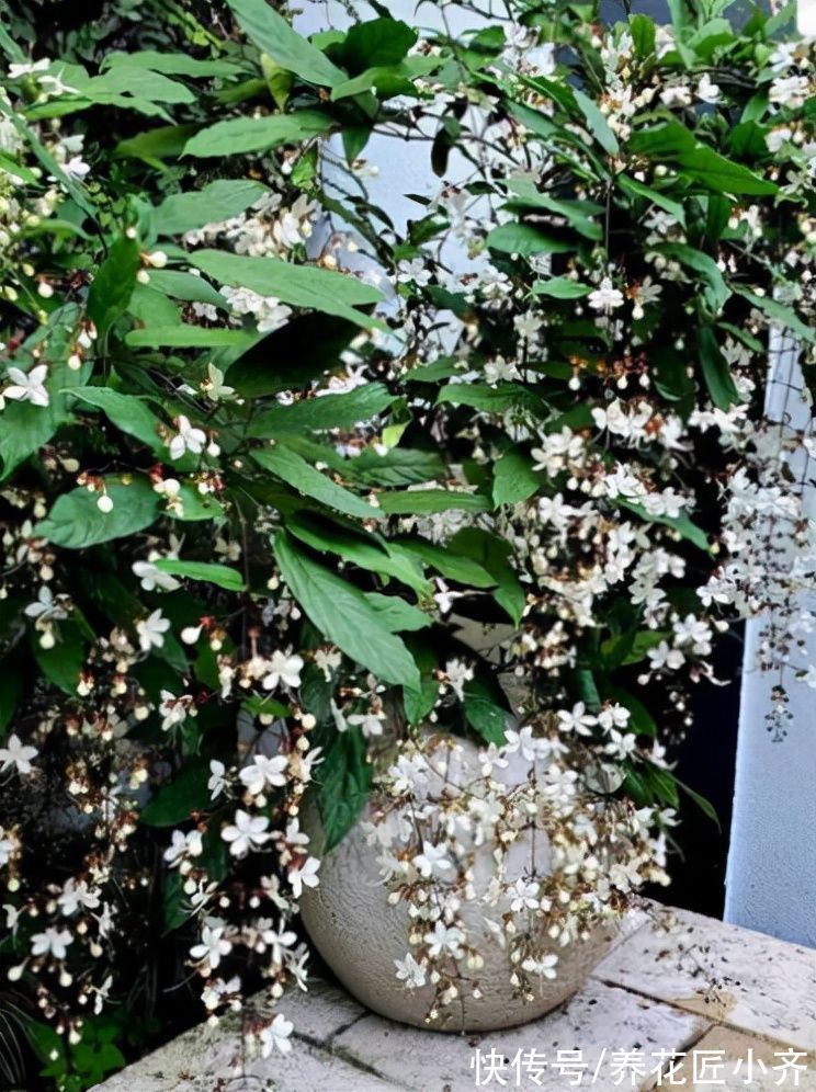 喜欢养茉莉花要选它，开花成串“半米长”，多季开花香味足