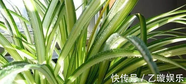氮肥|夏天给植物来个鸡蛋，疯狂爆盆，叶子绿到流油