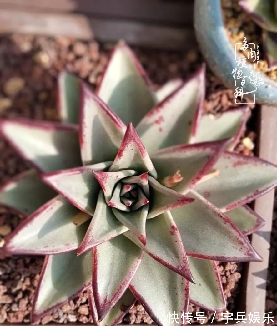 多肉植物|养多肉三年多九万里悟道，终归诗酒田园！