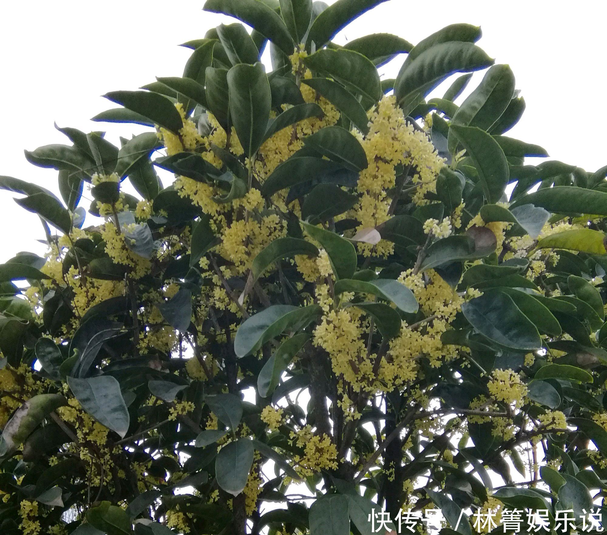 谢花|值得养护的两个桂花品种,开花浓香易爆盆,一年可以连续开三茬花