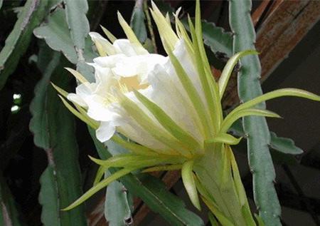 很丑的“1种花”,殊不知,它能“镇宅”,也有“旺运”的寓意!