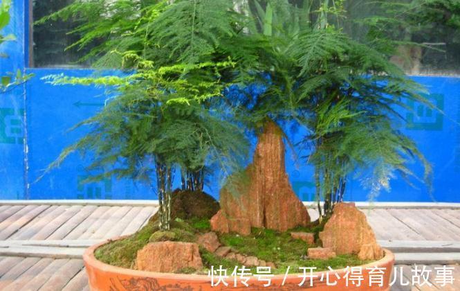 文竹盆景有哪些养护技巧，怎么才能养好文竹盆景呢