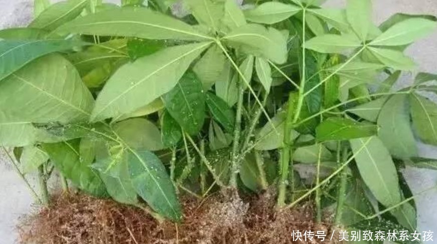 “5种花”再便宜也别买掐个枝条就能活,7天生根,2月就爆盆!