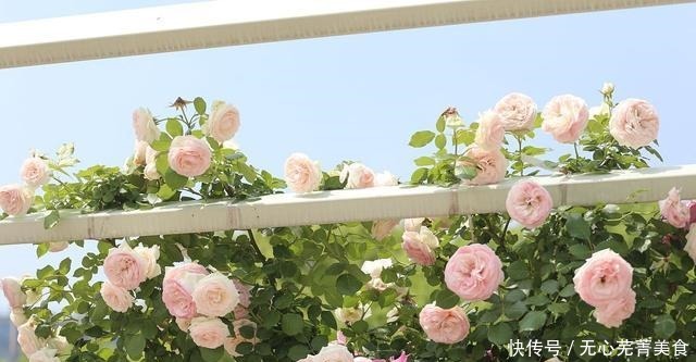 这4种花，漂亮好养、耐寒花期长，能做美食能入药，营养健康