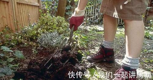 土壤|老花匠才知道的“养花催花利器”:家畜内脏、鱼鳞!