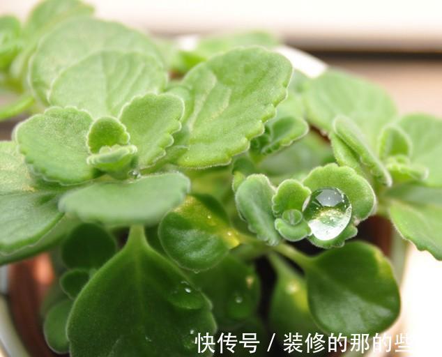 养花|养花试试这几款,淡淡的幽香让人迷醉不已