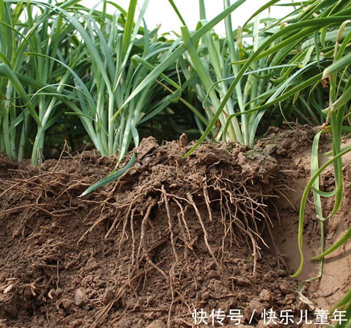 栽种|5步教你盆栽韭菜,根根粗壮“像小葱”,过年割了,包饺子