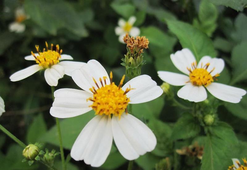 抗癌|农村烂地的“鬼针草”,是治疗高血压的神草,抗癌,你认识吗