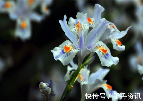 盆栽马兰花如何养教你3个养护马兰花的妙招,花开美丽又淡雅