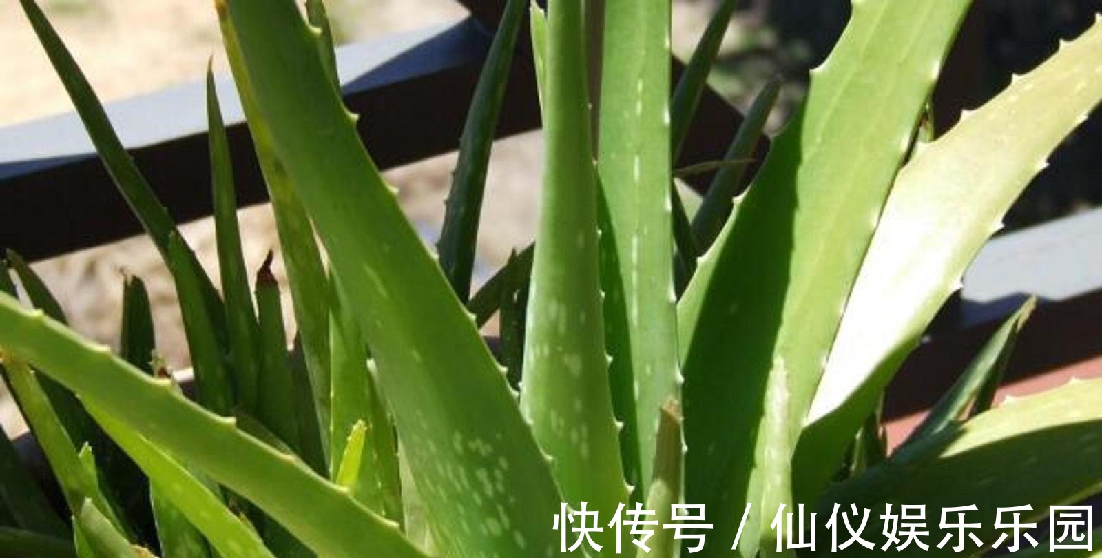 修复|夏季消炎神器，适用于晒后修复，芦荟怎么用比较补水？