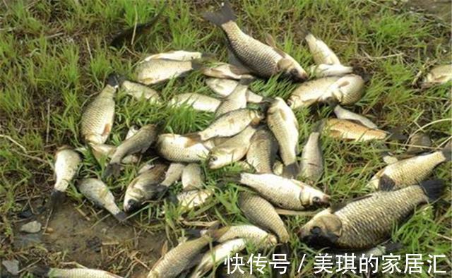 动态|钓鱼技巧：提升鲫鱼的咬钩量，“颜色”和“动态”都不可或缺