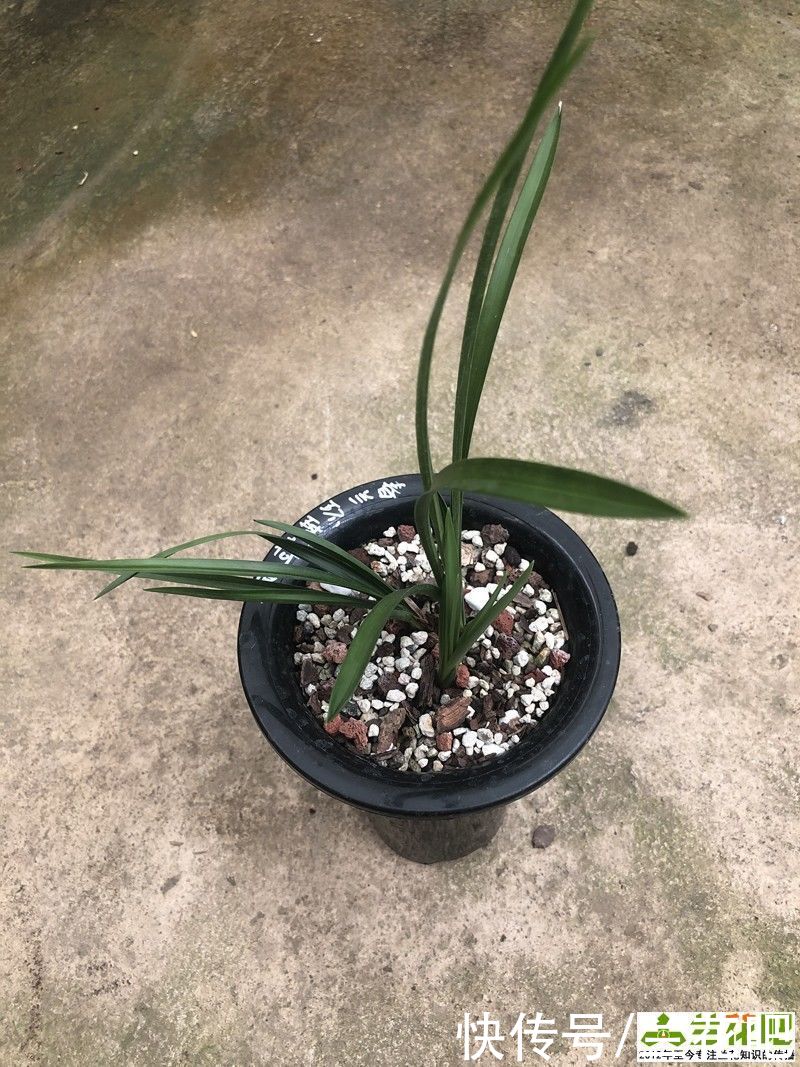 植料|植料不是兰花养好根的主因