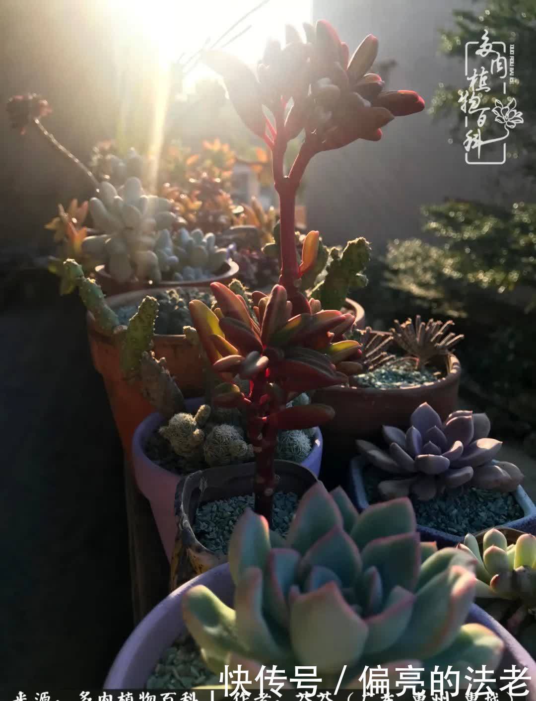 养花|一种爱好就是一种境界,养花养多肉可以培养一个人的心境!