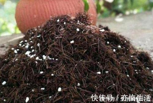 公认的养花万能土,户外挖一些,啥花都喜欢,能省不少钱!