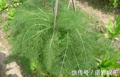 农村|农村以下几种野菜,能清热降火、明目利尿、抗衰老,早知早受益