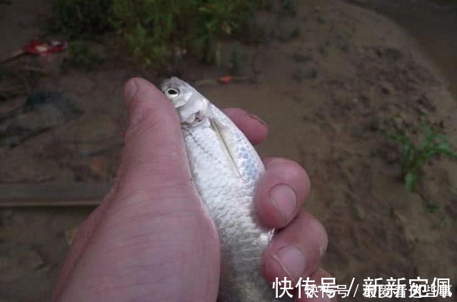 蛆虫|钓白条鱼真是累人,用我分享的方法,只要你下钩,它就在那等你