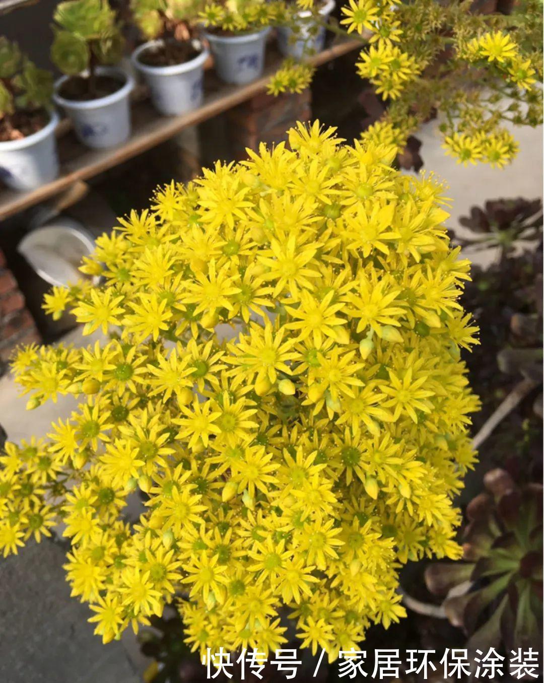 多肉开花会死?别担心,开完砍一刀,活得好好的