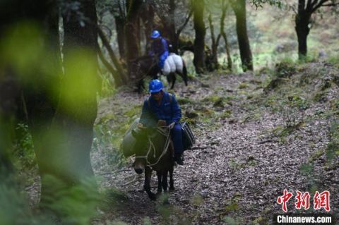  生活物资|四川大凉山“马背上的电力运维员”：无人区穿越7天走出大山