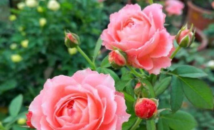 5种花漂亮又好养,比牡丹好看,花如名字一样美丽