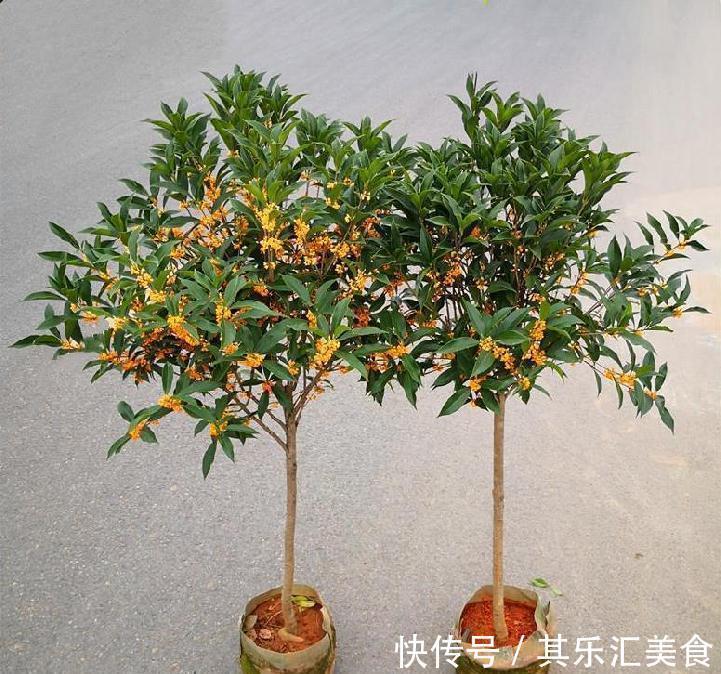 家庭盆栽桂花树,牢记3点,秋冬呼呼开花,香味浓郁特迷人