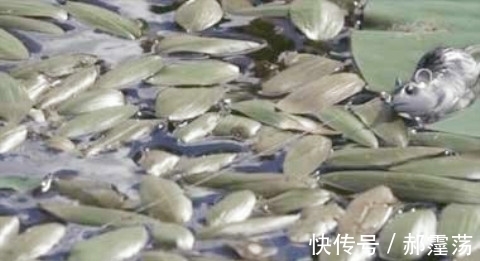 男子用活鼠去垂钓，既然被这大物给盯上了，可把他给乐坏了