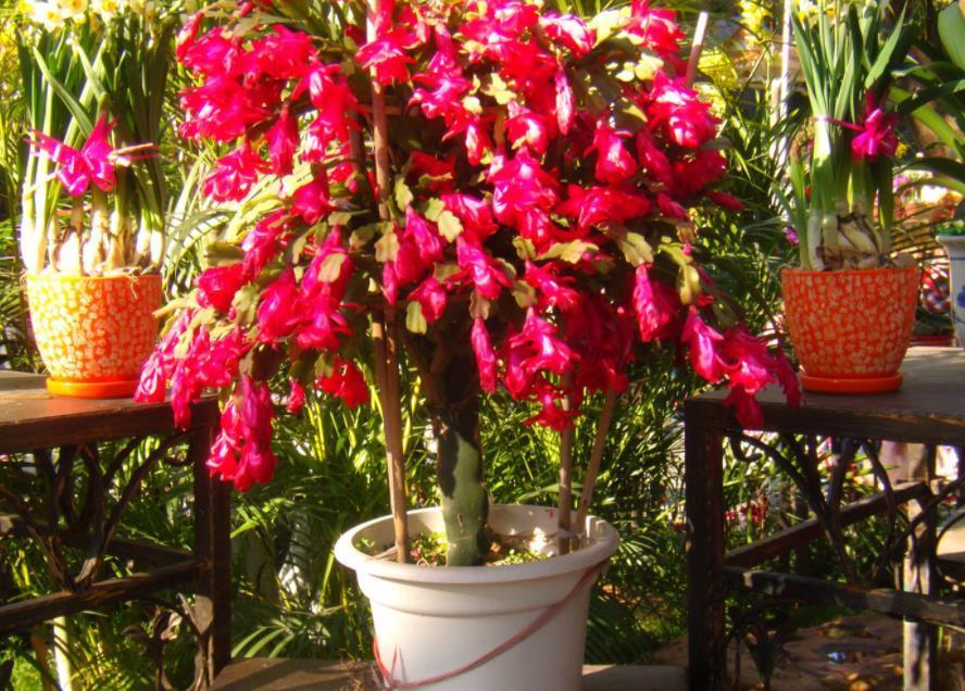 阳台上|7月养殖蟹爪兰，早点告别这3个习惯，盆栽才能安全度夏