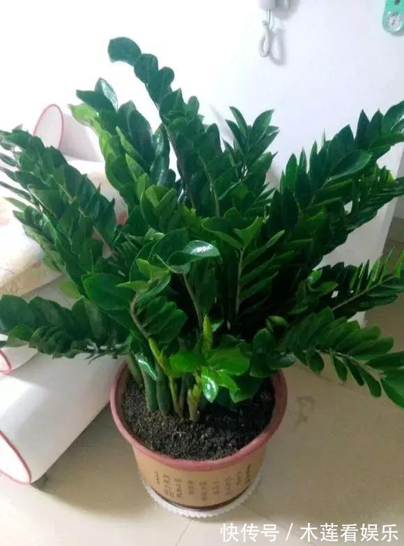 叶子|玉树金钱树,叶子一夜掉光,根软要倒掉,再不救就剩下盆了!