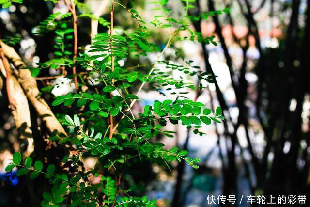 诗词丨芳菲随春去,葱茏入夏来