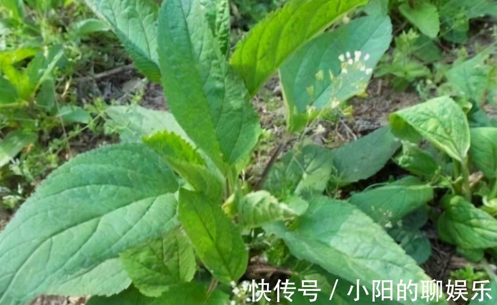 食补|野外遇见一簇草,过路医生连忙采挖,一问才知,是珍贵黑人参