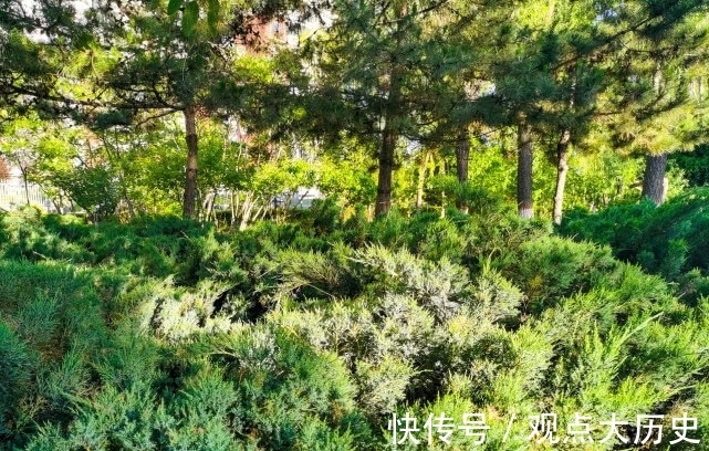 球花|旅行识花,它开花像花又似果,墓地陵园最多却少有人见过它