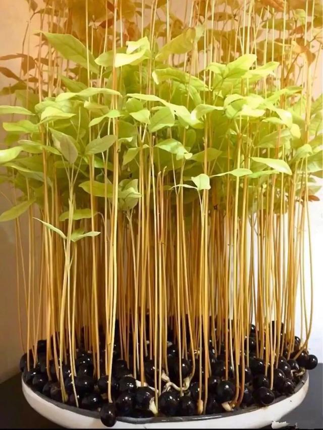丢一把种子到水里，7天冒出小森林，越热越长个！绿植盆栽不用买