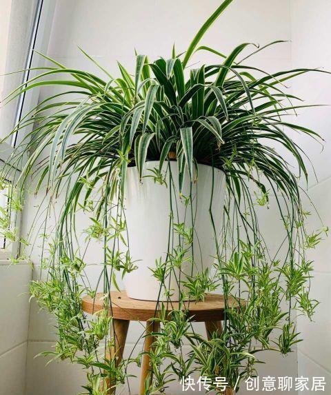 虎皮兰|谁说养花浪费钱?学会这3个小妙招,养花很省钱