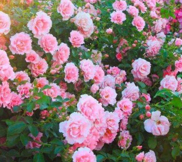 阳台养花,不妨养这3款植物,给点阳光就灿烂,花开满盆!