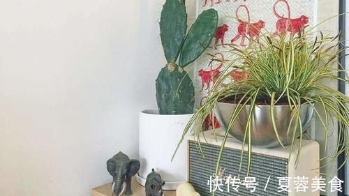 strong|耐阴绿植哪家好?爱花党看过来,更有耐寒的种类