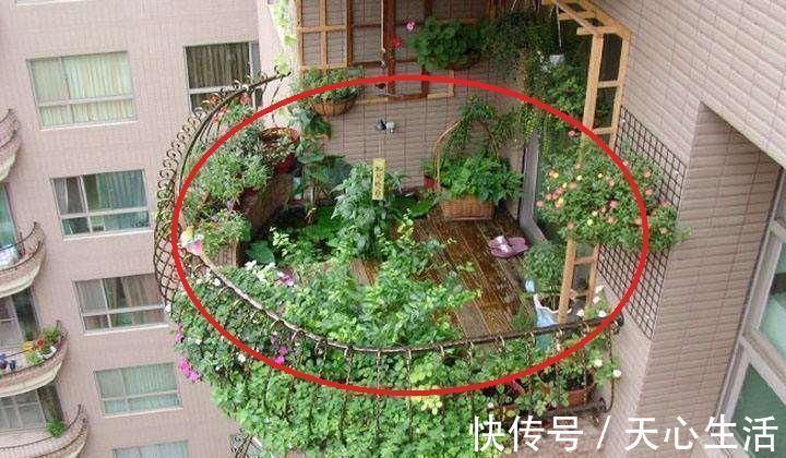 盆栽|怪不得老公把发财树扔了，现阳台流行种此花卉，香飘满屋更迷人