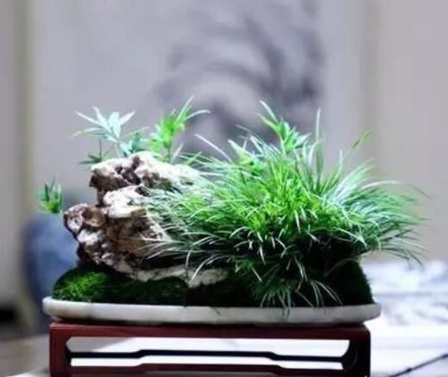 如何才能把小盆栽打理得人见人爱？