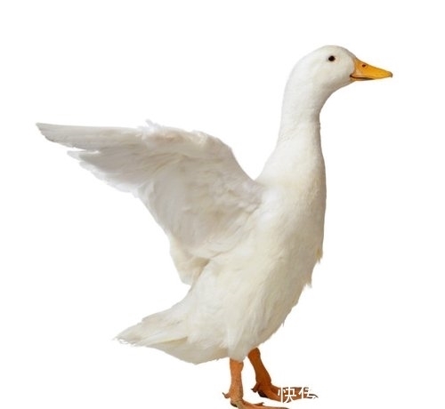 知识|10条有趣的冷知识,来看看你听说过吗?哈哈