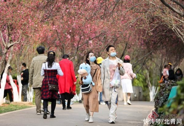 老年|海棠樱花齐放！昆明动物园樱花节今日启幕