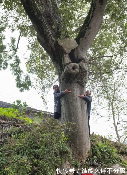 灵芝|四川阆中：古蜀道上发现千年皂角树，还长有灵芝