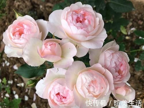 几个萌萌哒月季品种，看一眼就心情大好，简直可爱到爆！