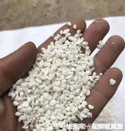 旧土|养花旧土别丢,掺入这“3样”,肥得流油不板结,养花太旺了