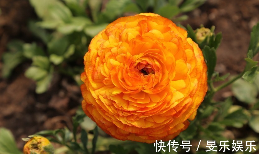 太阳花|喜欢在家中养花,就选择5种花卉,花色绚丽,优雅妖娆,非常美