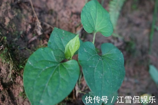 野菜|开春挖野菜,送你“野菜大图鉴”,教你轻松识别20种野菜